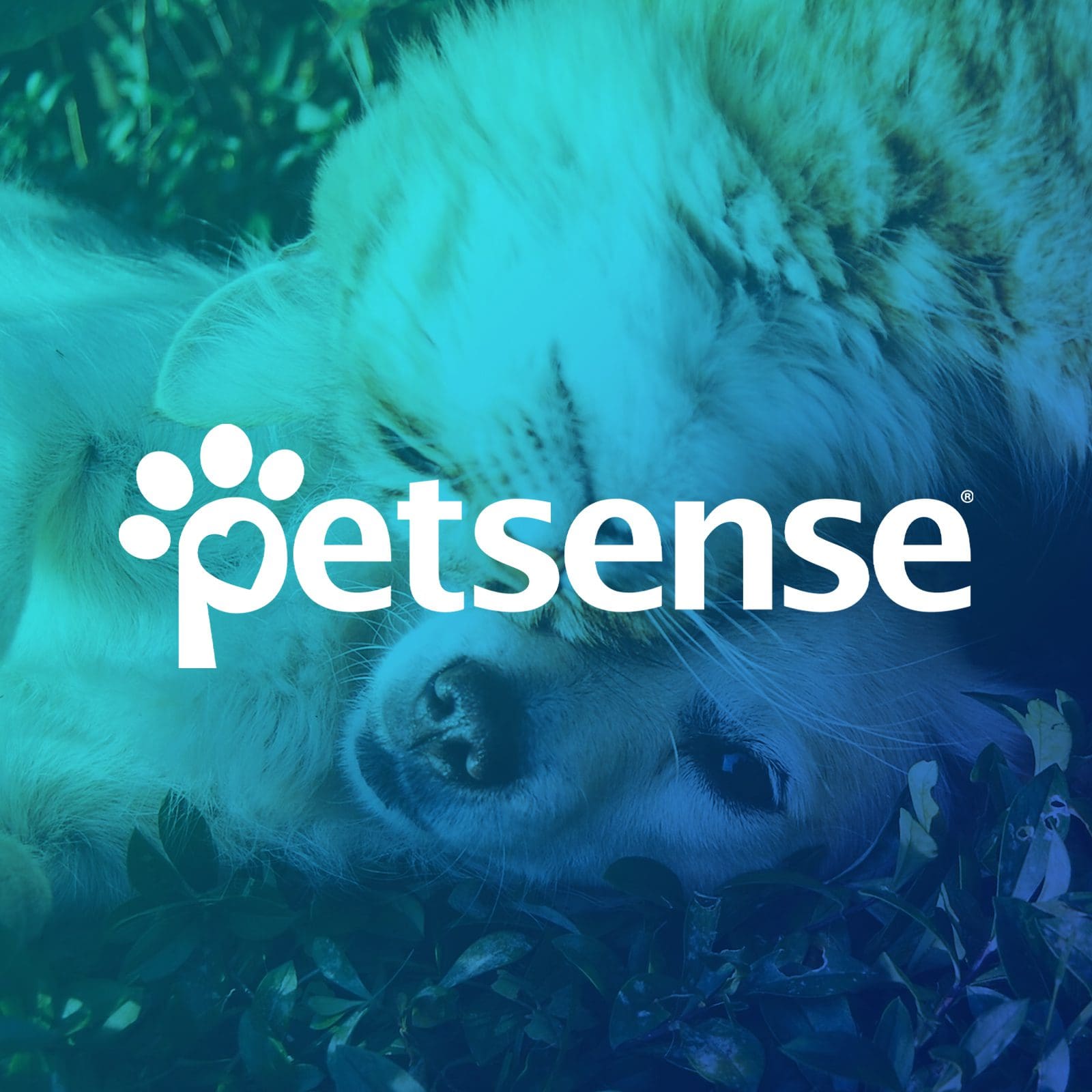 Petsense - Foundational Branding + Logo Design